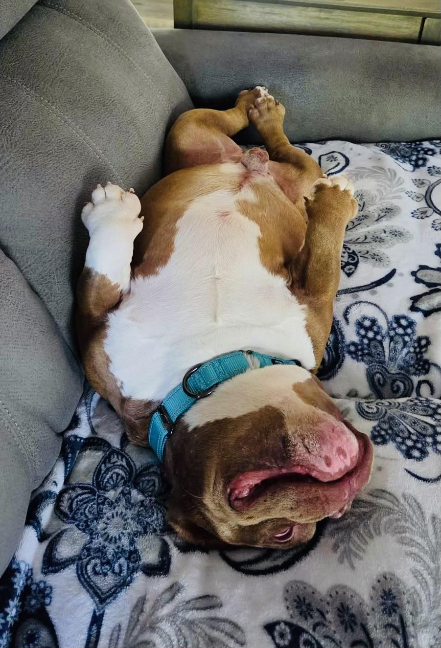 Enlarge Guppy, a ADOPTABLE American Bully in Knoxville, TN image 2/6