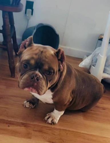 Enlarge Guppy, a ADOPTABLE American Bully in Knoxville, TN image 4/6