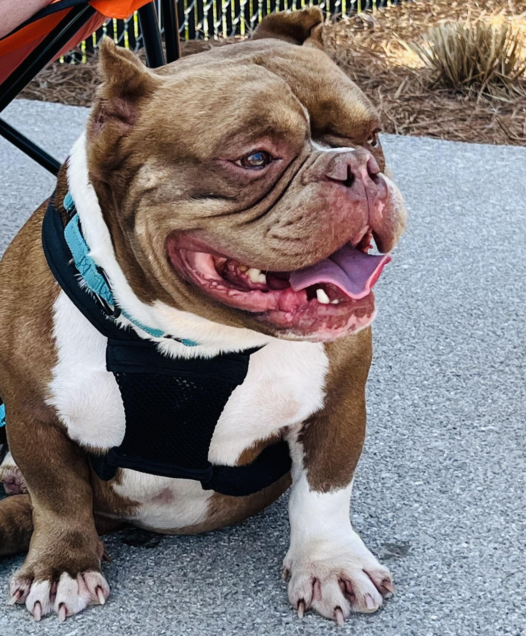 Enlarge Guppy, a ADOPTABLE American Bully in Knoxville, TN image 3/6
