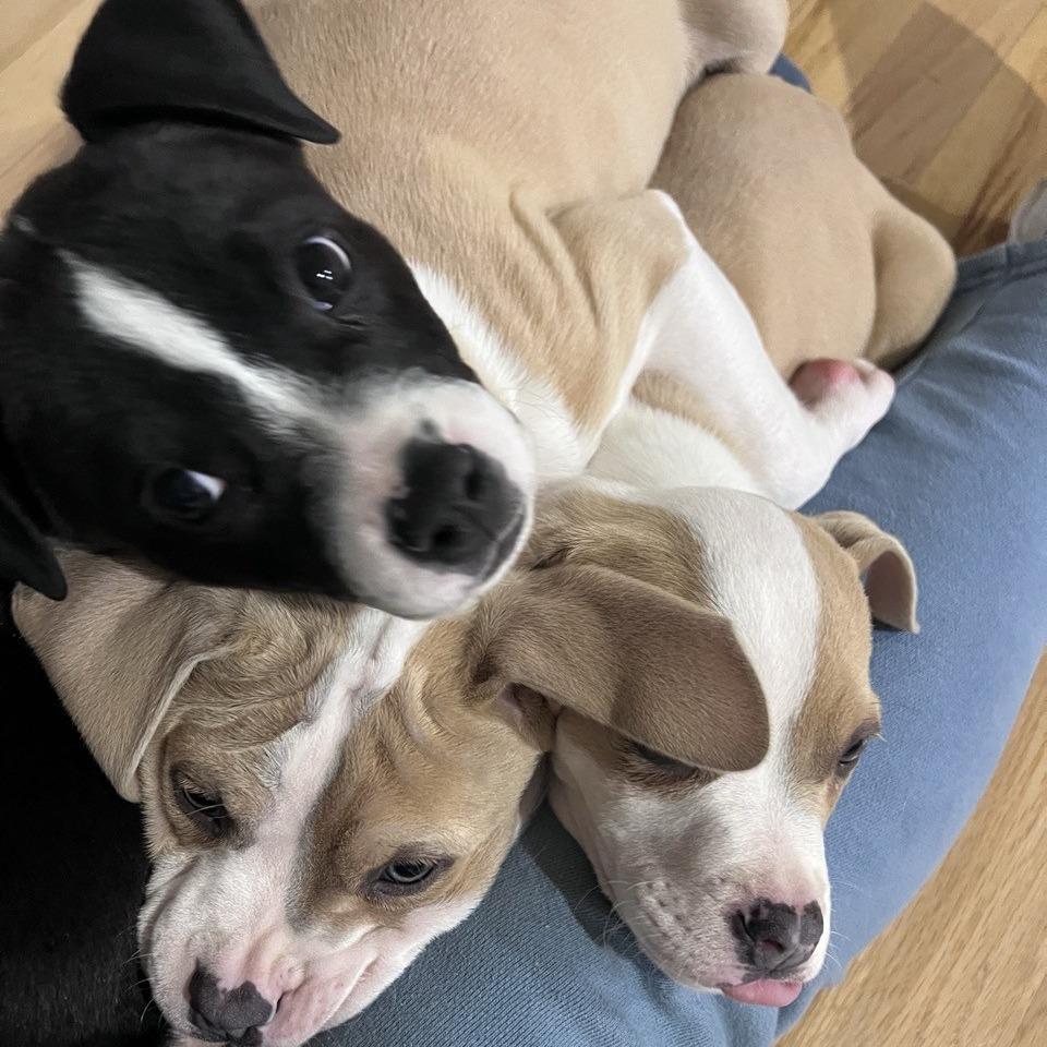 Murphy, Adoptable, Puppy Male Pit Bull Terrier & Pit Bull Terrier.