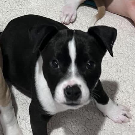 Murphy, a Adoptable mixed breed in Kansas City, MO image 2/6