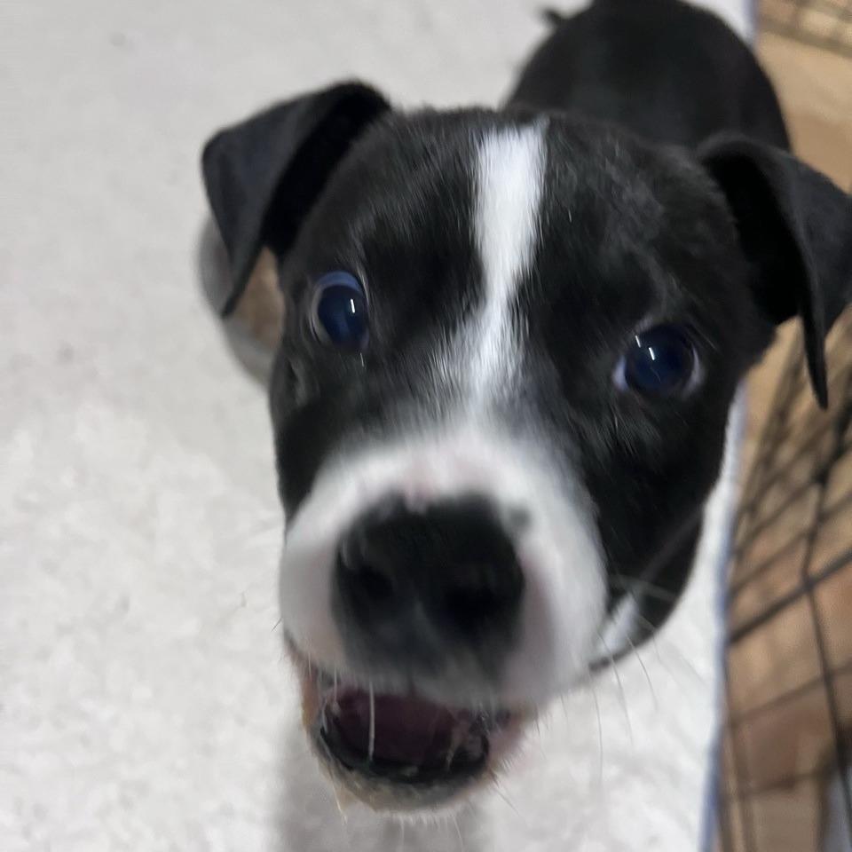 Murphy, a Adoptable mixed breed in Kansas City, MO image 3/6