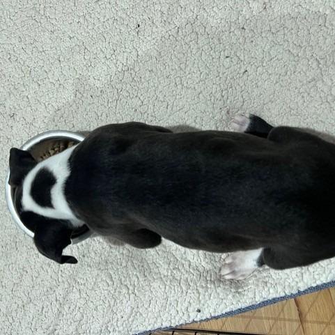 Murphy, a Adoptable mixed breed in Kansas City, MO image 4/6