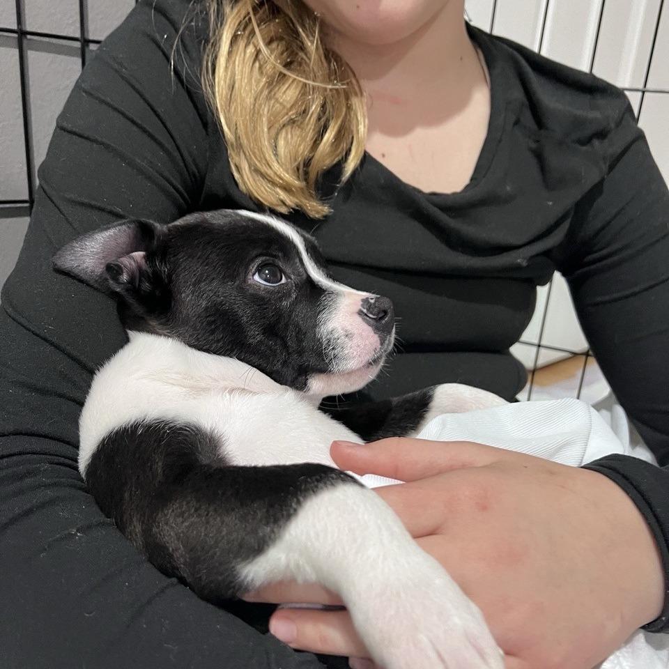 Murphy, a Adoptable mixed breed in Kansas City, MO image 5/6