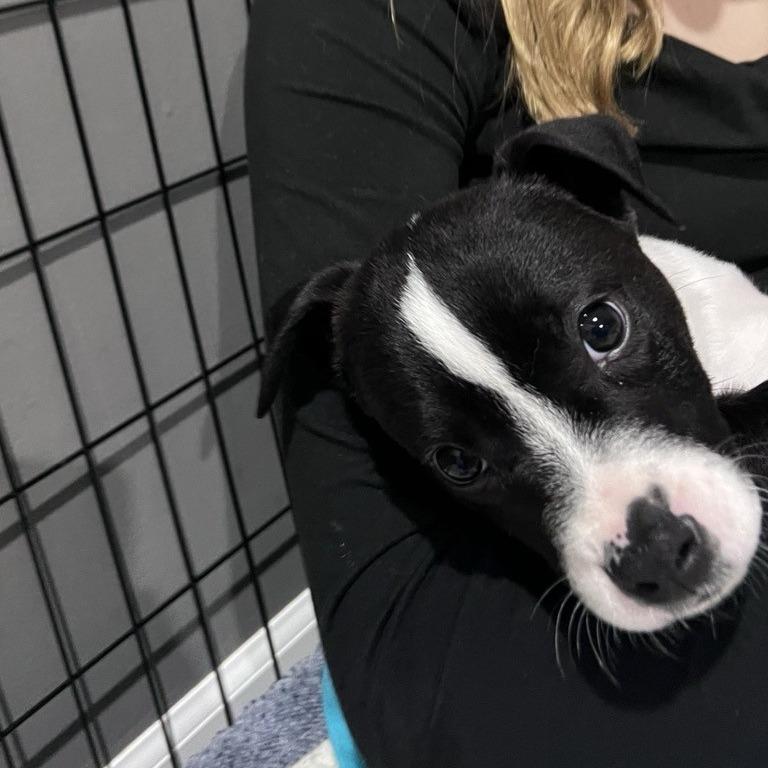 Murphy, a Adoptable mixed breed in Kansas City, MO image 6/6