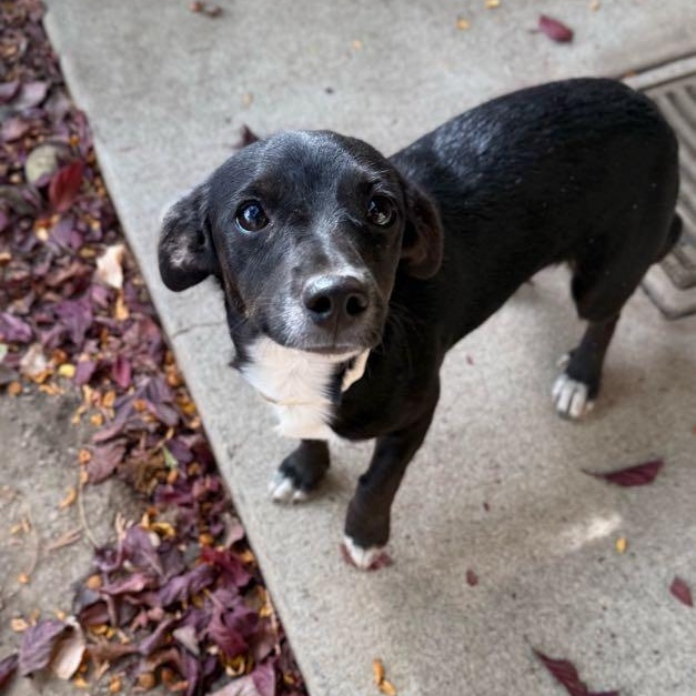 Goose, adopted, Young Female Dachshund & Chihuahua.