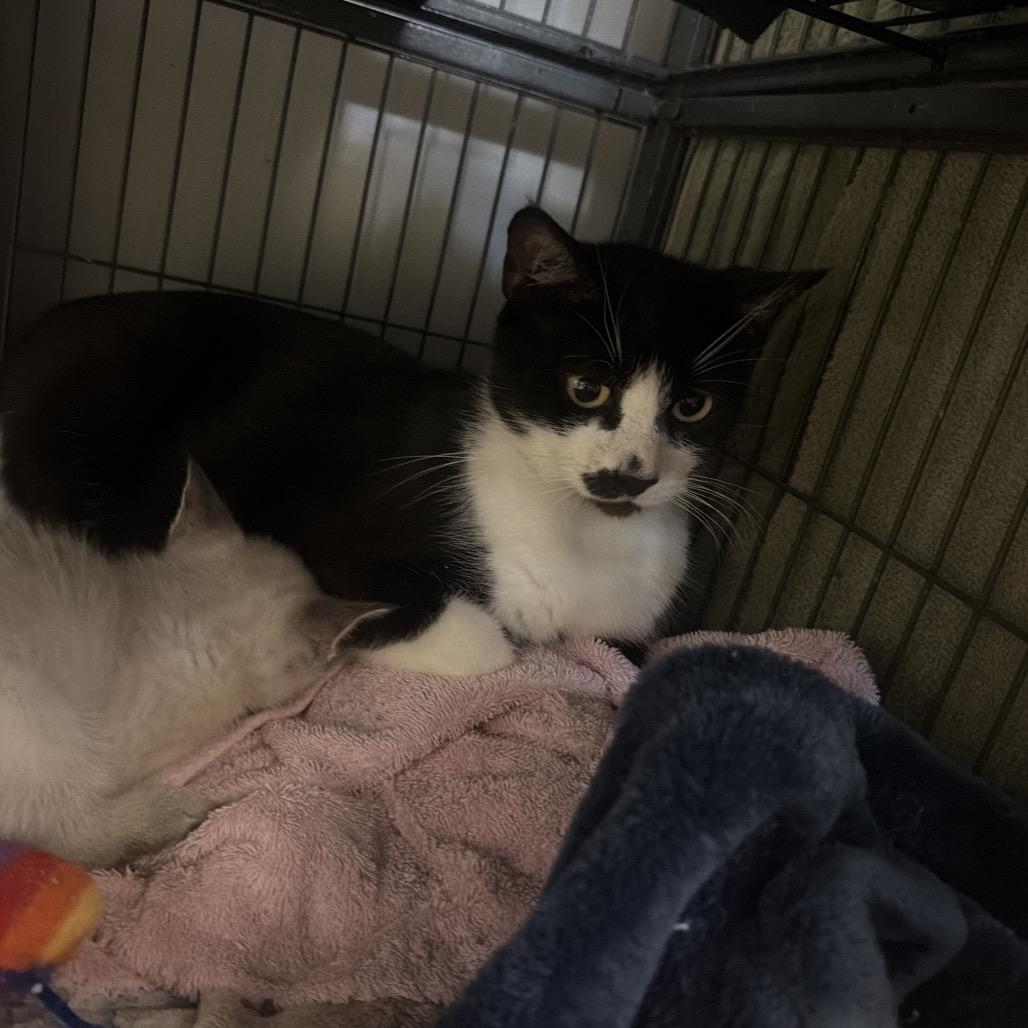 Tuxedo mama, Adoptable, Young Female Domestic Short Hair.