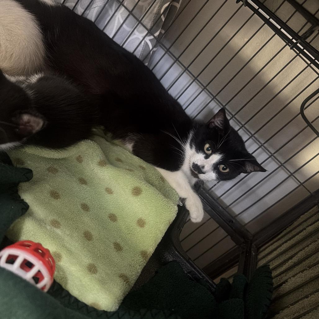 Enlarge Tuxedo mama, a Adoptable Domestic Short Hair in New Orleans, LA image 2/2