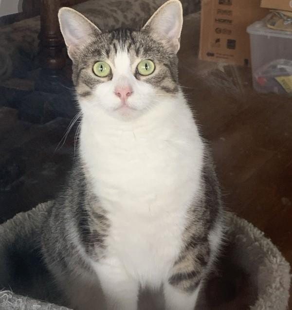 Frisbee, Adoptable, Adult Female Domestic Short Hair.