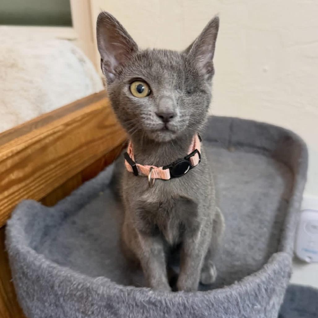 Iggy Pop -EF, Adoptable, Kitten Female Domestic Short Hair.