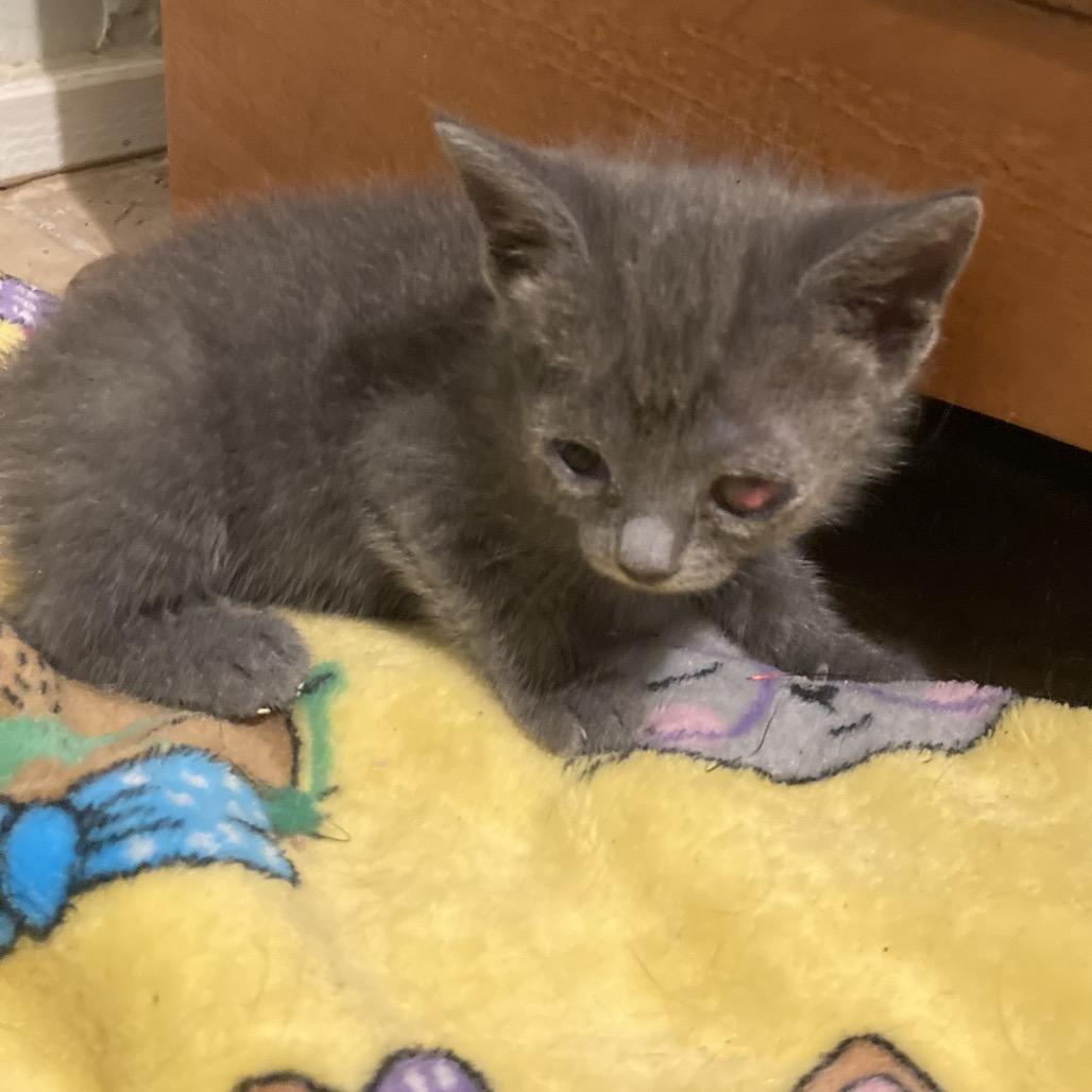 Enlarge Iggy Pop -EF, a Adoptable Domestic Short Hair in Tallahassee, FL image 2/5