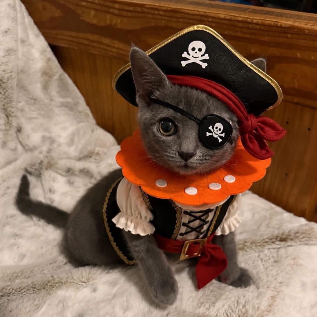 Enlarge Iggy Pop -EF, a Adoptable Domestic Short Hair in Tallahassee, FL image 3/5