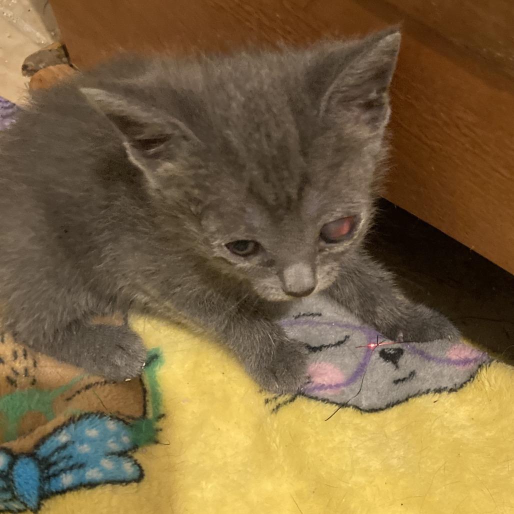 Enlarge Iggy Pop -EF, a Adoptable Domestic Short Hair in Tallahassee, FL image 4/5