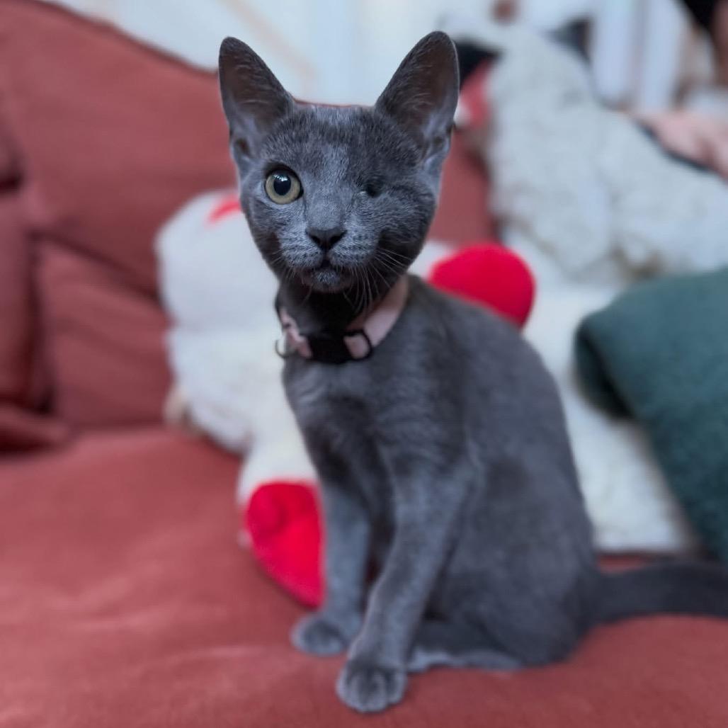 Enlarge Iggy Pop -EF, a Adoptable Domestic Short Hair in Tallahassee, FL image 5/5