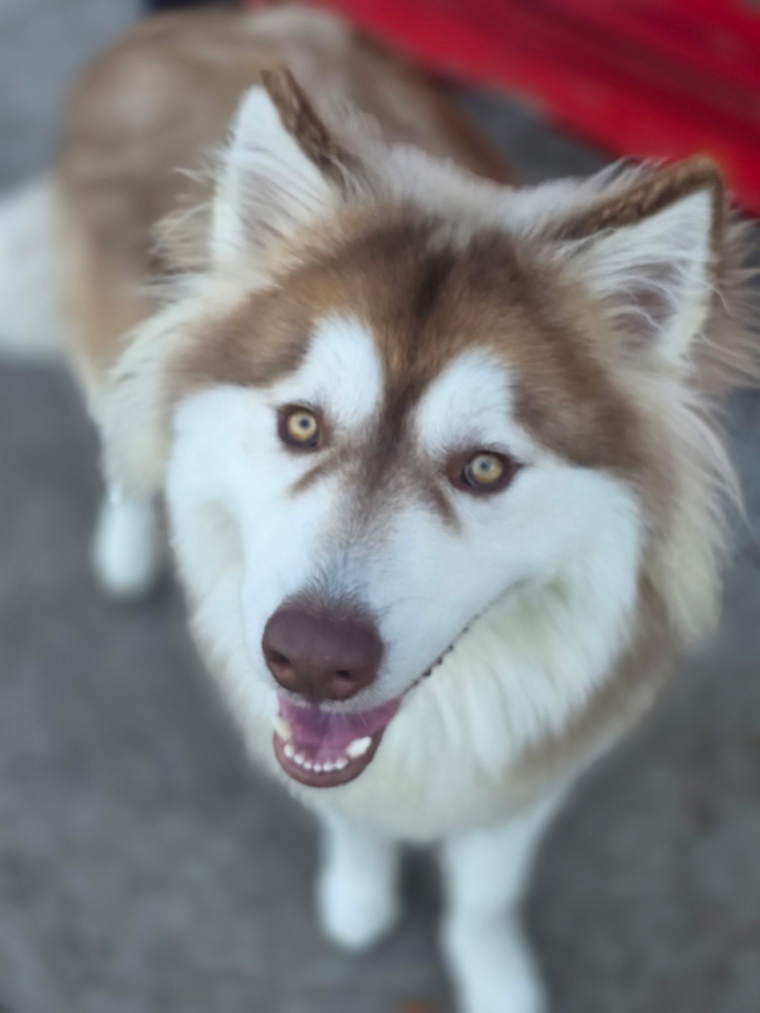 Chops, Adoptable, Adult Male Siberian Husky.