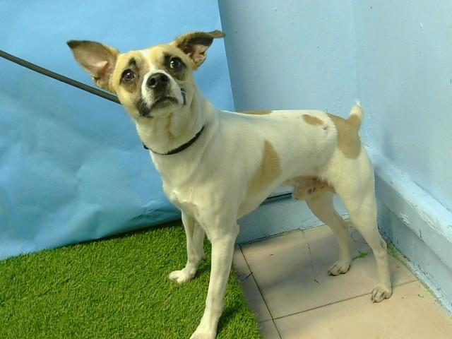 PUPPERS, Adoptable, Adult Male Chihuahua & Mixed Breed.
