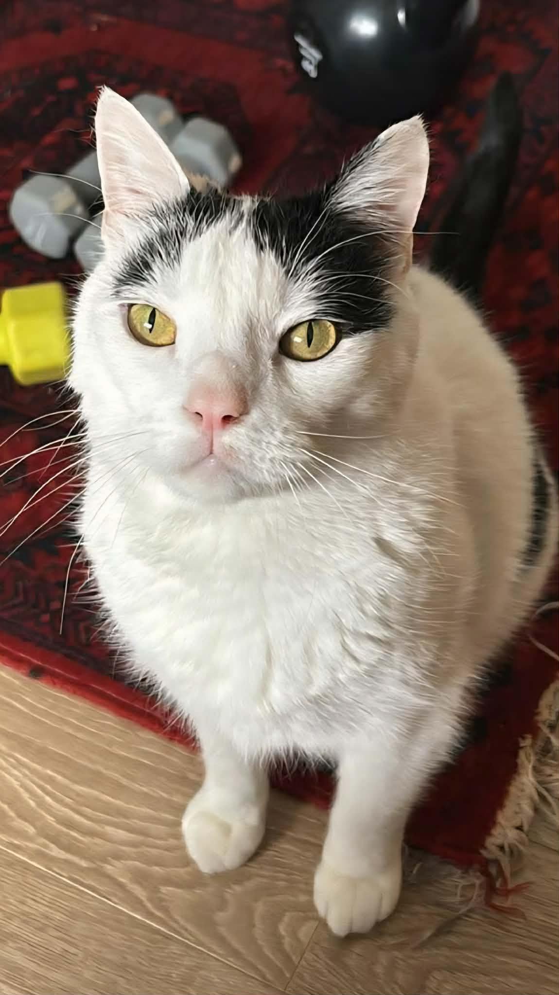 Enlarge Meatloaf , a ADOPTABLE Domestic Short Hair in Chilliwack, BC image 1/1