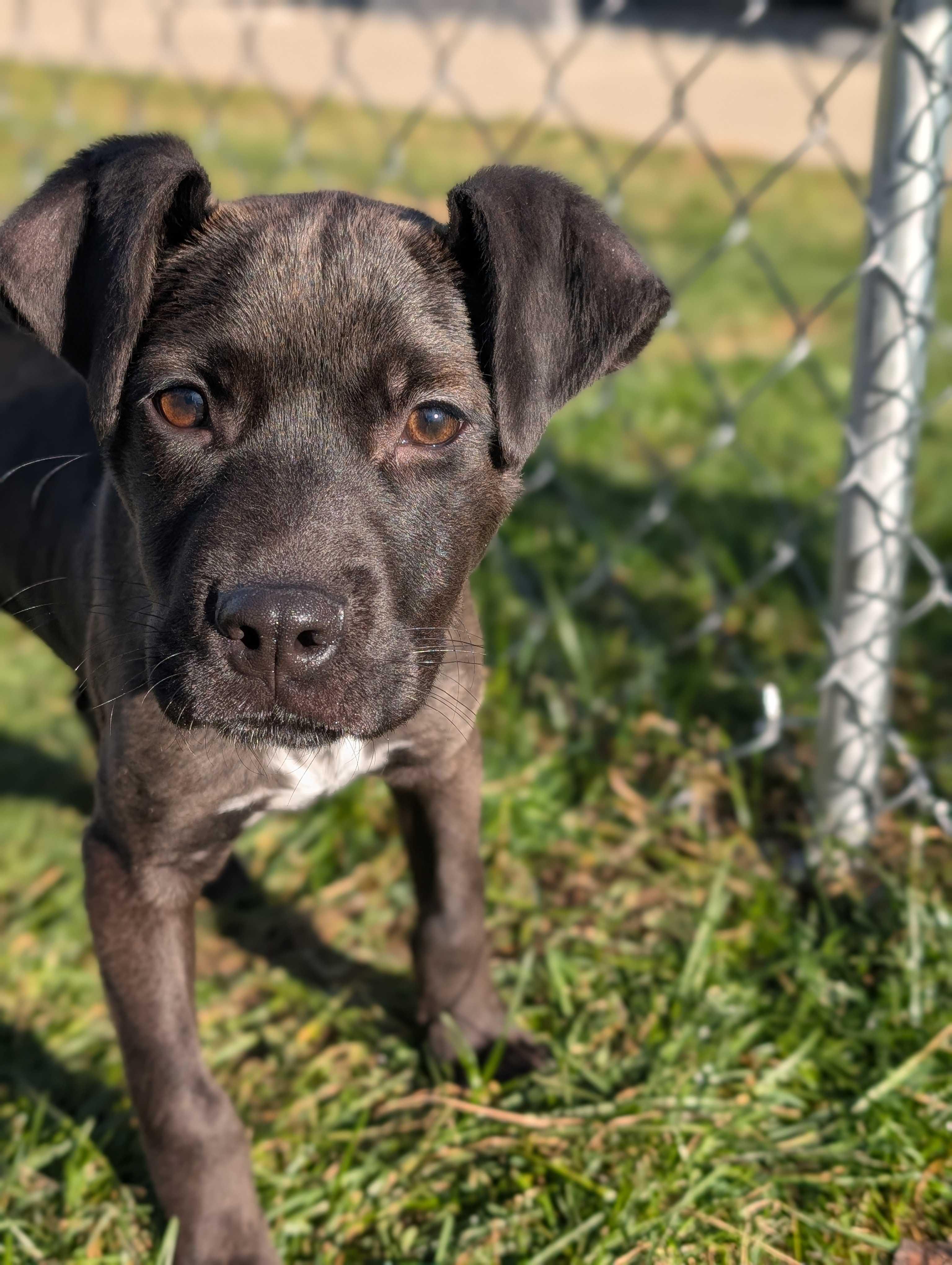 Enlarge Charlie Brown, an adopted mixed breed in Lafayette, NJ image 1/1