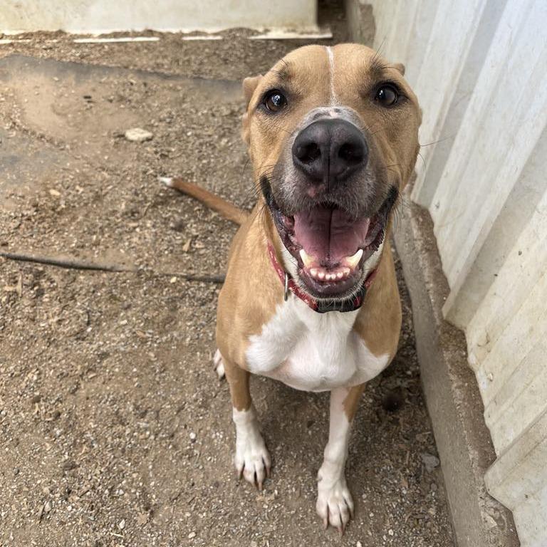 Apollo, a Adoptable mixed breed in Stephenville, TX image 1/6