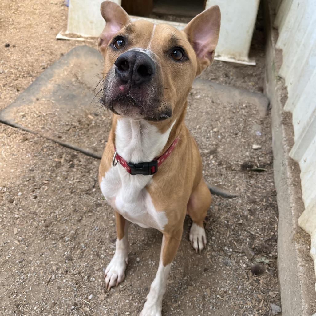 Apollo, a Adoptable mixed breed in Stephenville, TX image 2/6