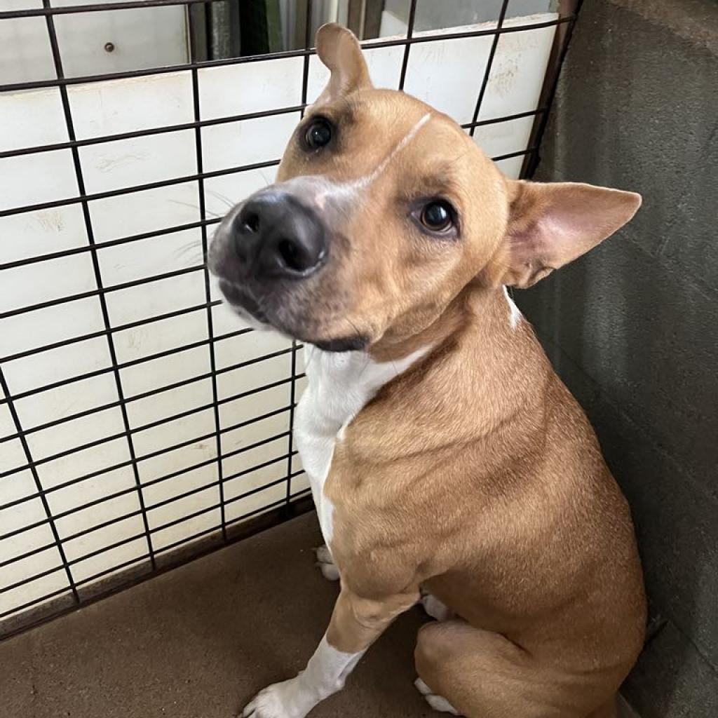 Apollo, a Adoptable mixed breed in Stephenville, TX image 3/6