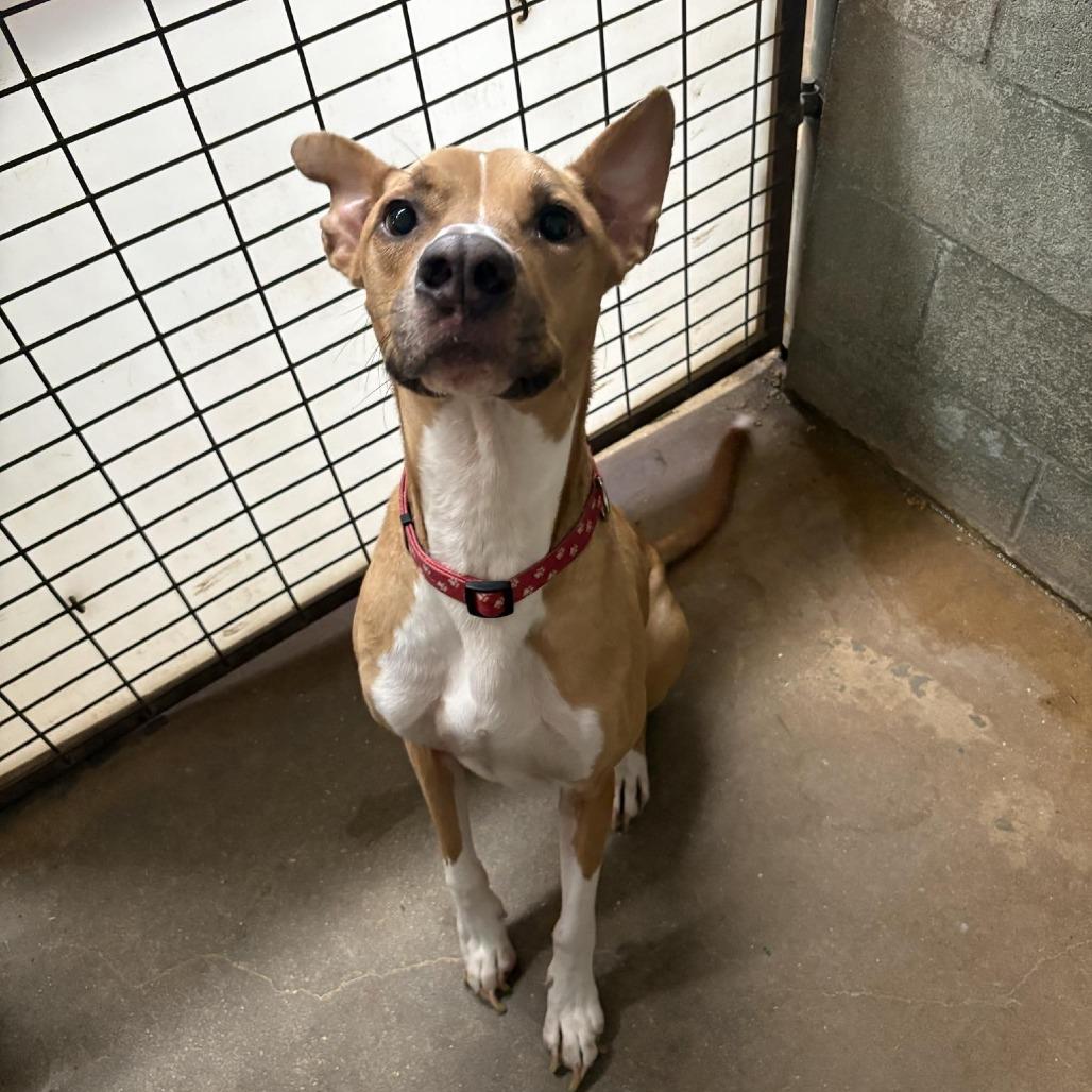 Apollo, a Adoptable mixed breed in Stephenville, TX image 5/6