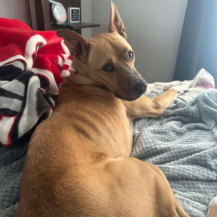 Apollo, a Adoptable mixed breed in Stephenville, TX image 6/6