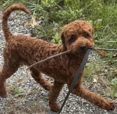 Enlarge Muffin, a Adopted Goldendoodle in Painesville, OH image 2/6