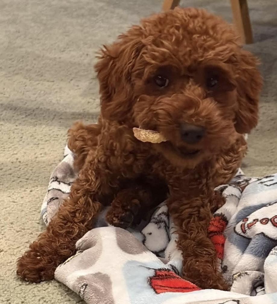 Enlarge Muffin, a Adopted Goldendoodle in Painesville, OH image 1/6