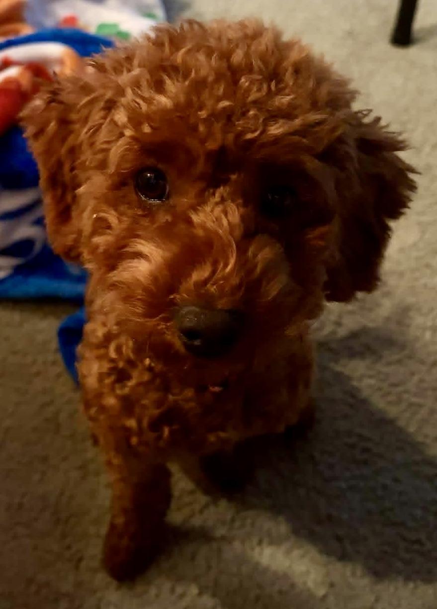 Enlarge Muffin, a Adopted Goldendoodle in Painesville, OH image 3/6