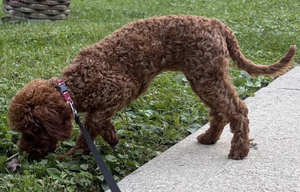 Enlarge Muffin, a Adopted Goldendoodle in Painesville, OH image 4/6