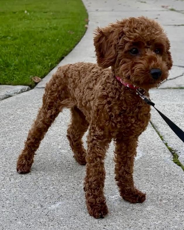 Enlarge Muffin, a Adopted Goldendoodle in Painesville, OH image 5/6