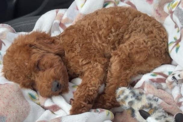 Enlarge Muffin, a Adopted Goldendoodle in Painesville, OH image 6/6