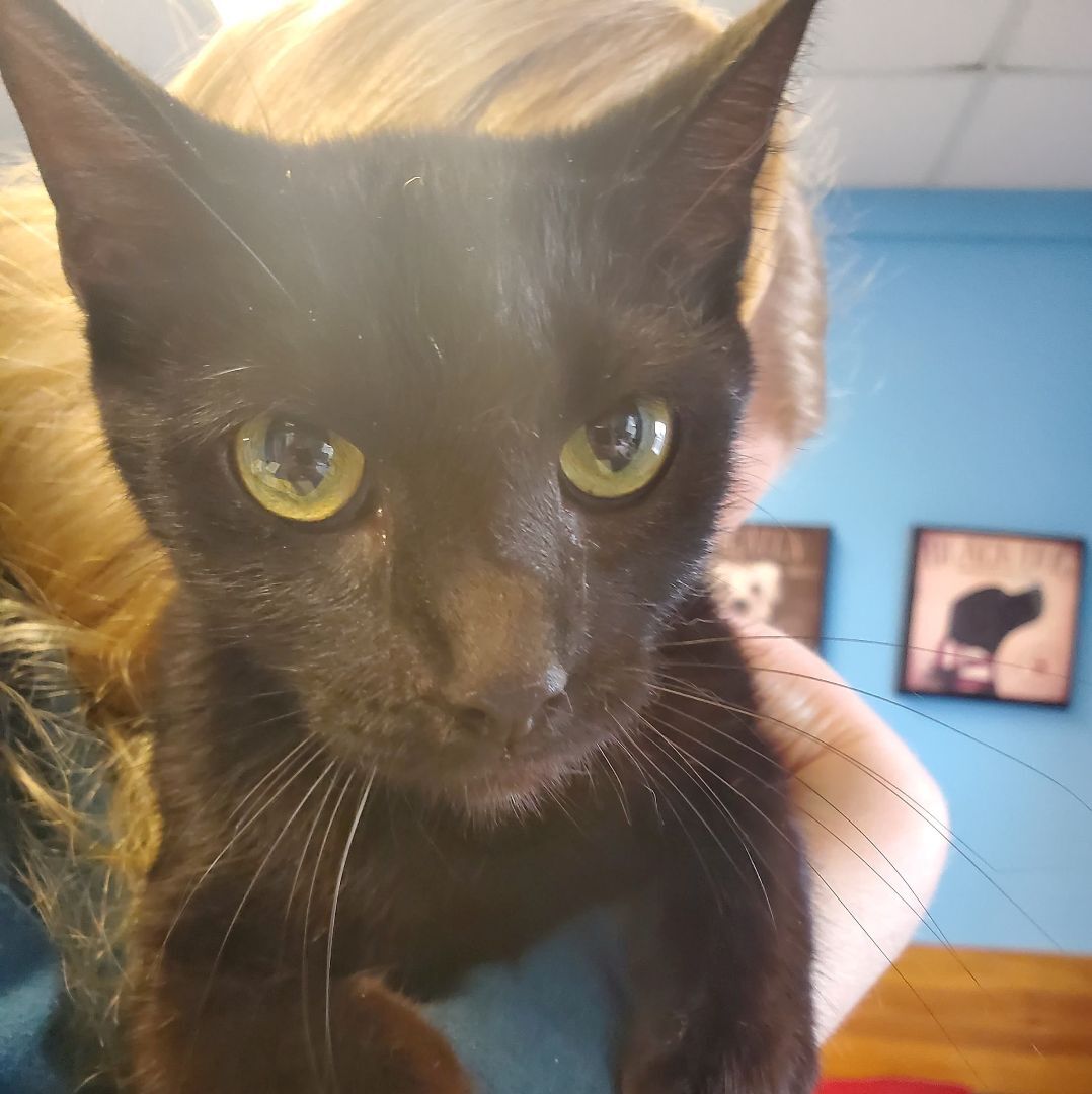 Kitty, an adoptable Domestic Short Hair Mix in Robinson, IL_image-1