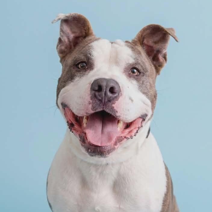 Bruin, ADOPTABLE, Adult Male American Bully.