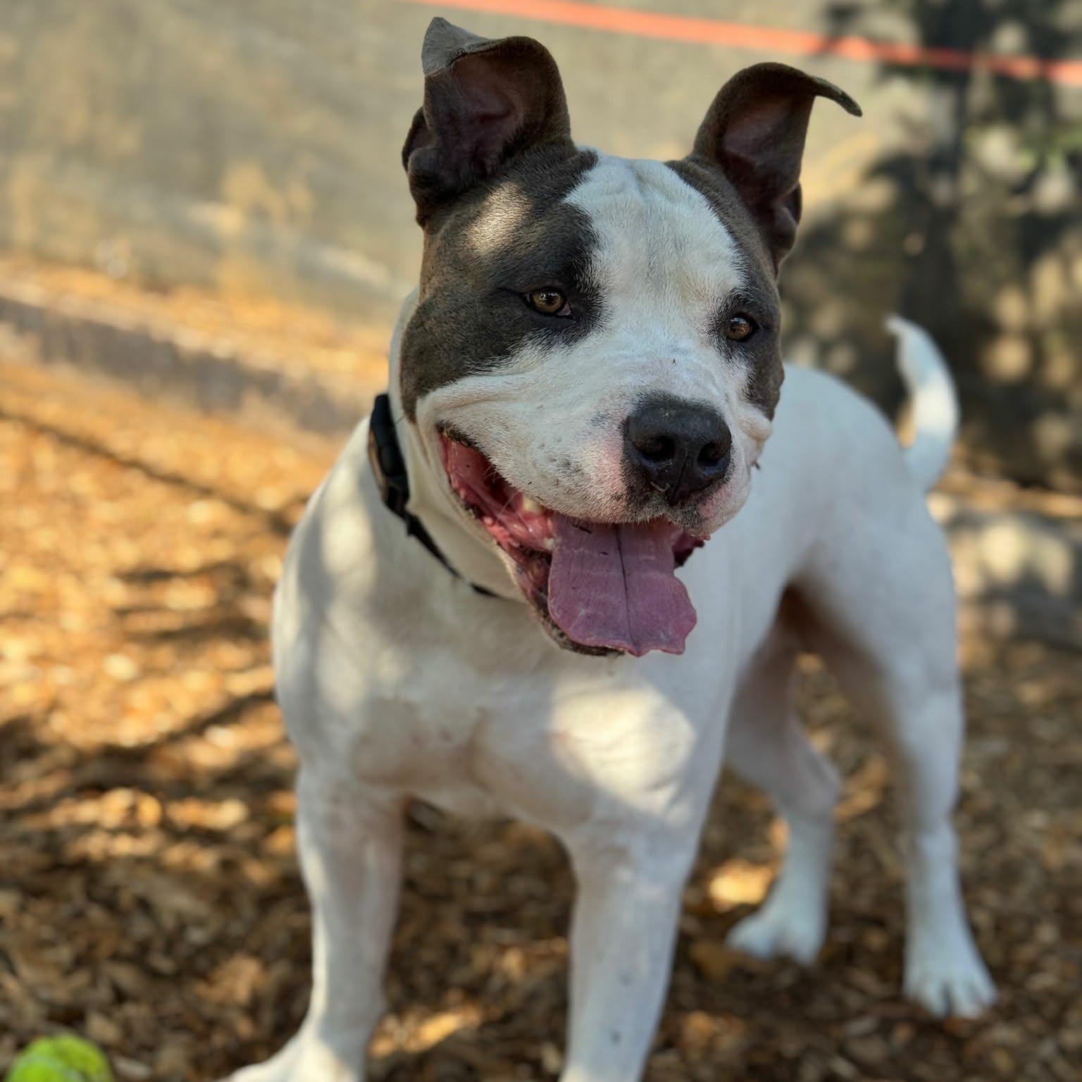 Enlarge Bruin, a ADOPTABLE American Bully in Tacoma, WA image 2/6