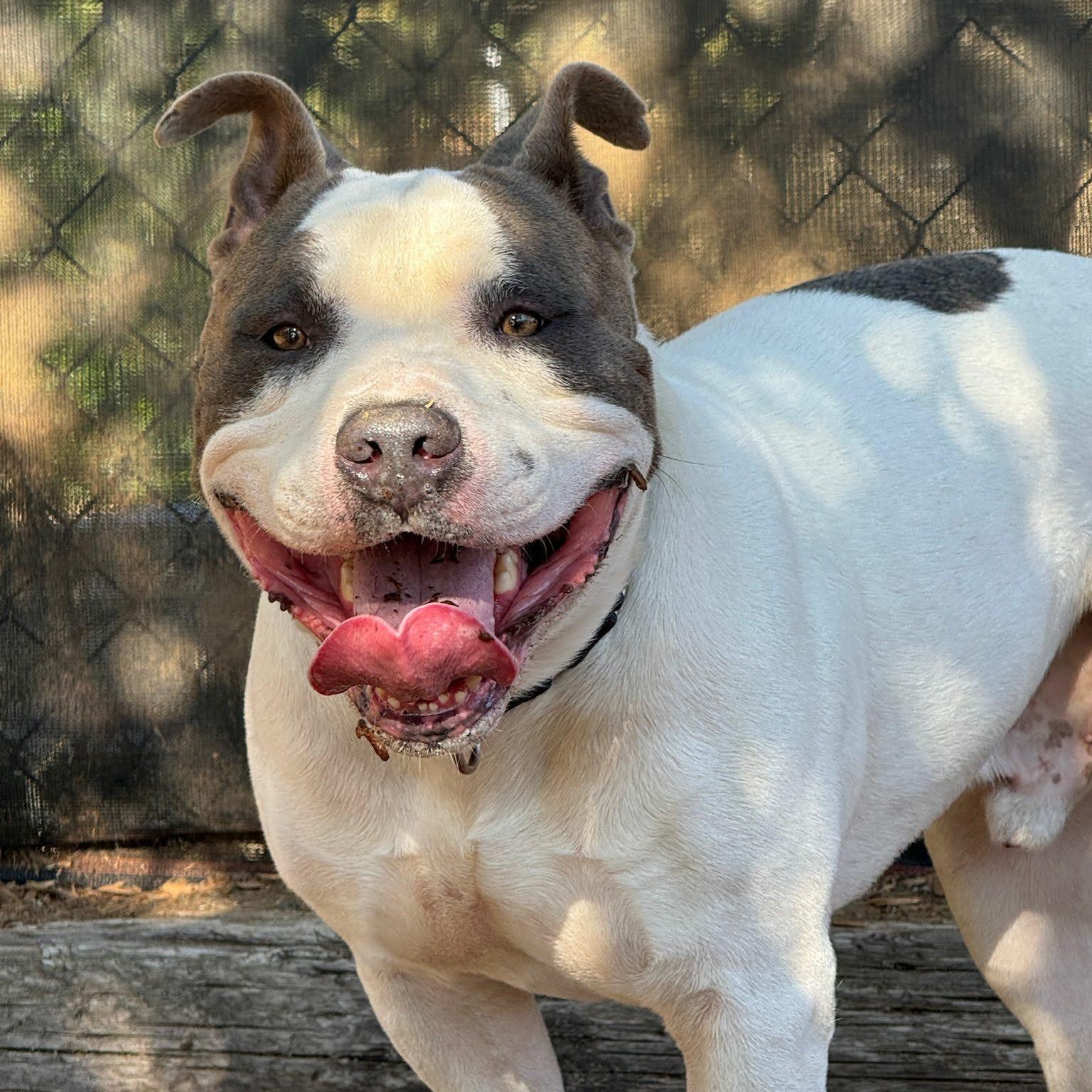 Enlarge Bruin, a ADOPTABLE American Bully in Tacoma, WA image 5/6