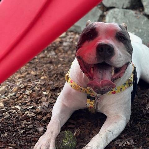 Enlarge Bruin, a ADOPTABLE American Bully in Tacoma, WA image 6/6