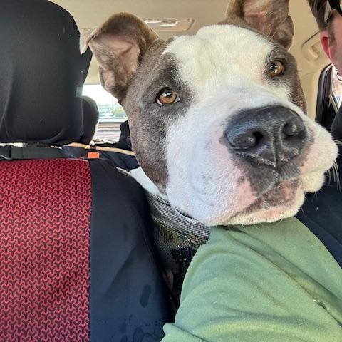 Enlarge Bruin, a ADOPTABLE American Bully in Tacoma, WA image 3/6