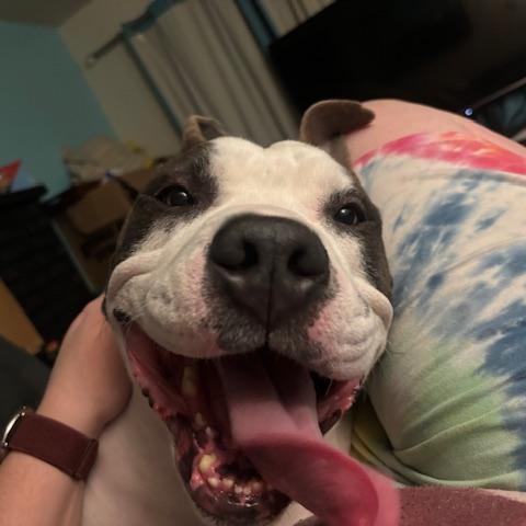 Enlarge Bruin, a ADOPTABLE American Bully in Tacoma, WA image 4/6