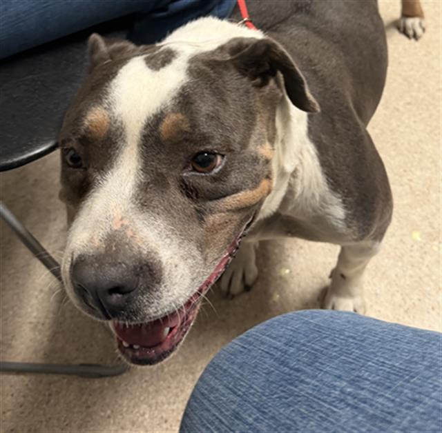 Xena (formerly Chonks) - In foster. Needs forever home., Adoptable, Young Female Pit Bull Terrier & Shepherd.