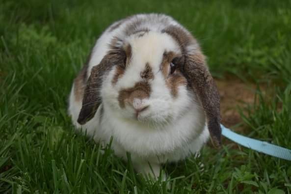 Enlarge Kevin, a Adopted Mini Lop in Ottawa, ON image 1/6