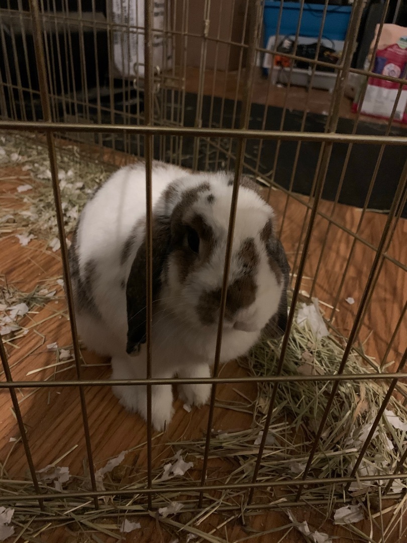 Enlarge Kevin, a Adopted Mini Lop in Ottawa, ON image 2/6