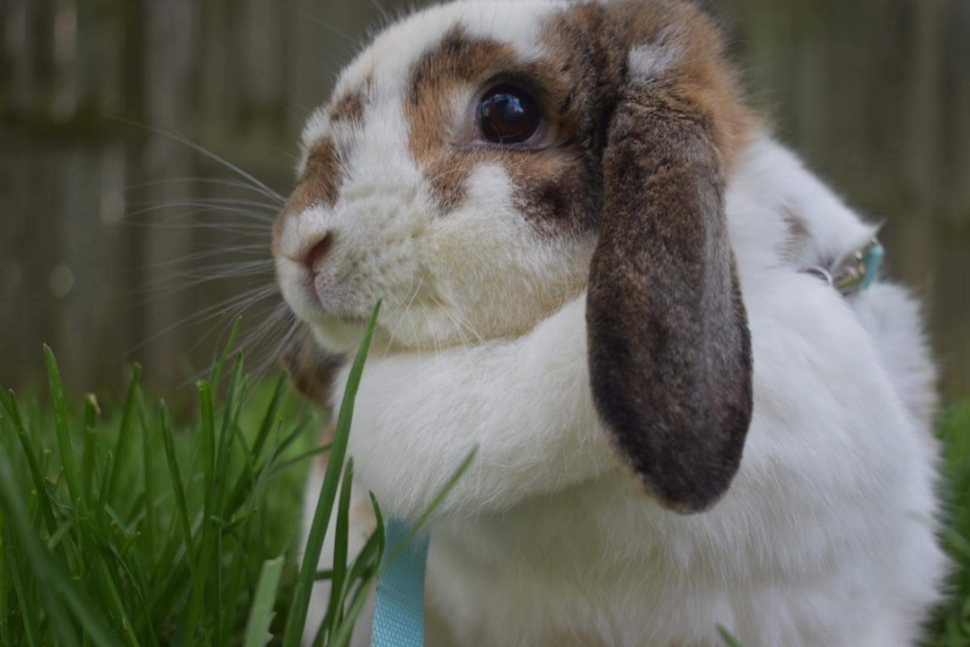 Enlarge Kevin, a Adopted Mini Lop in Ottawa, ON image 3/6