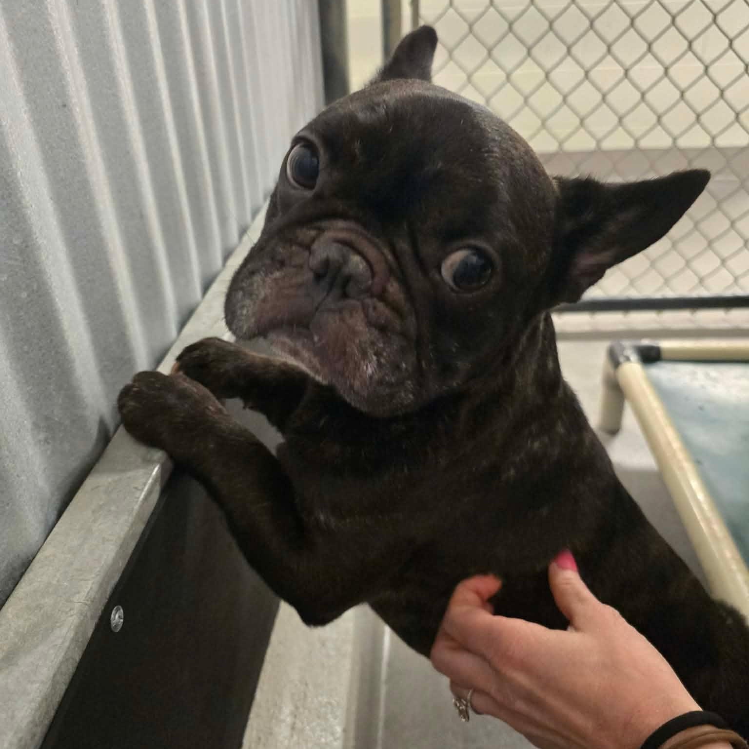 Blue, ADOPTABLE, Adult Male French Bulldog.