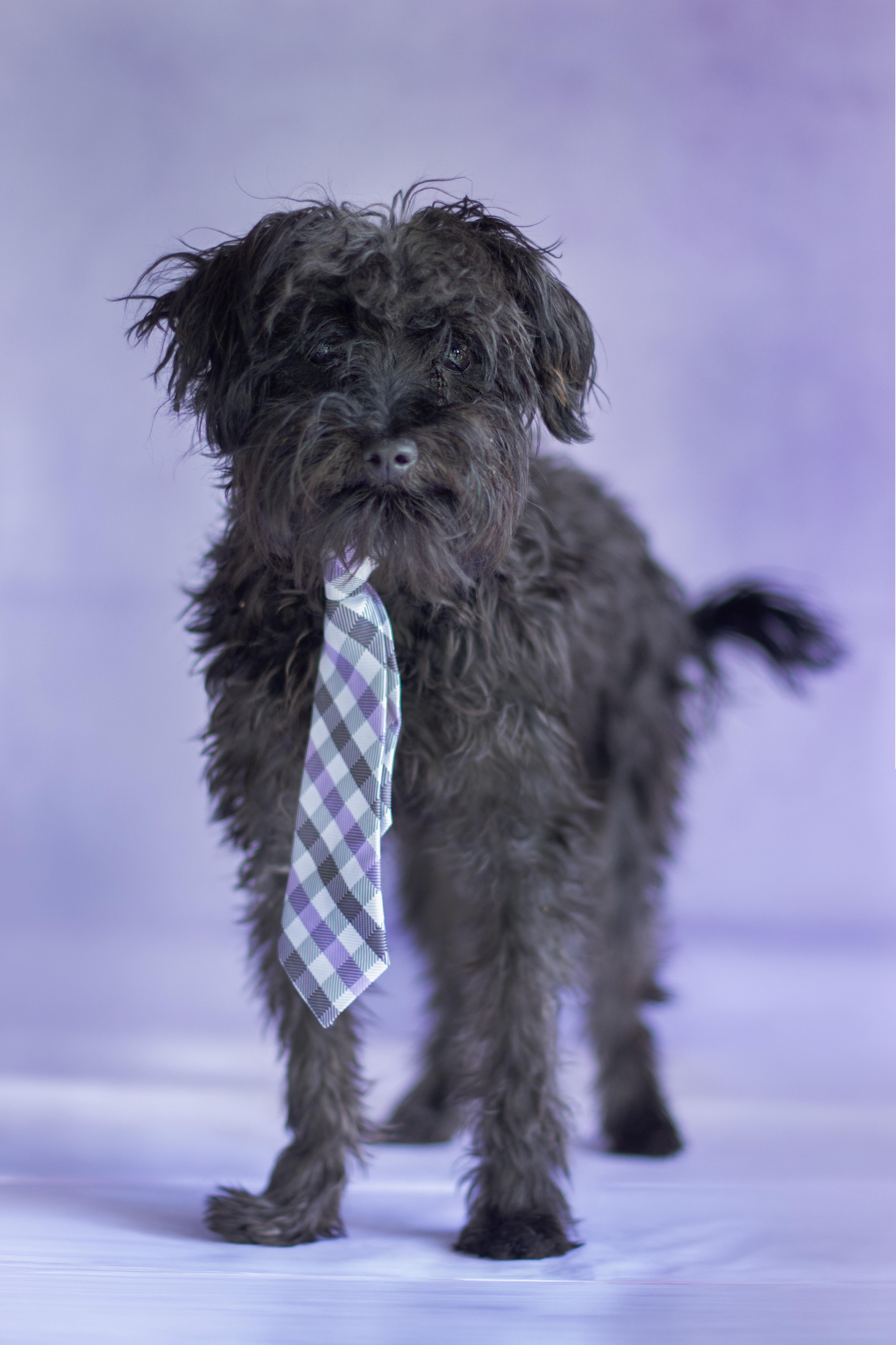 Gabriel, adopted, Young Male Miniature Poodle.