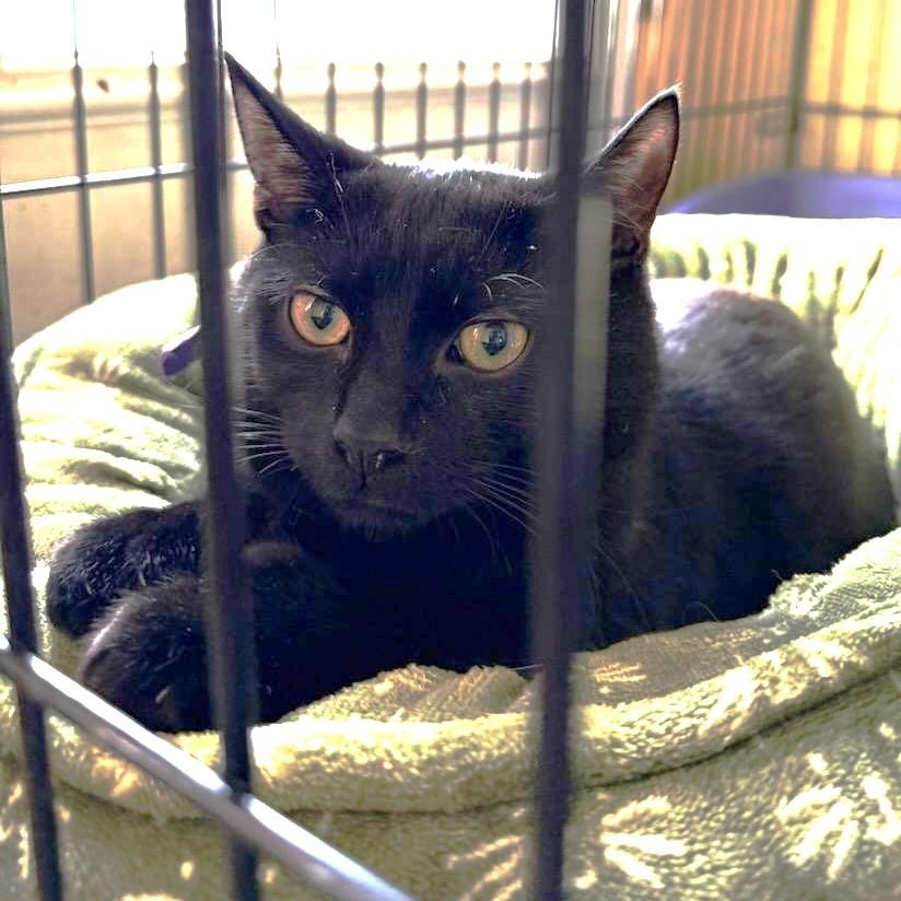 Toeny, Adoptable, Adult Male Domestic Short Hair.