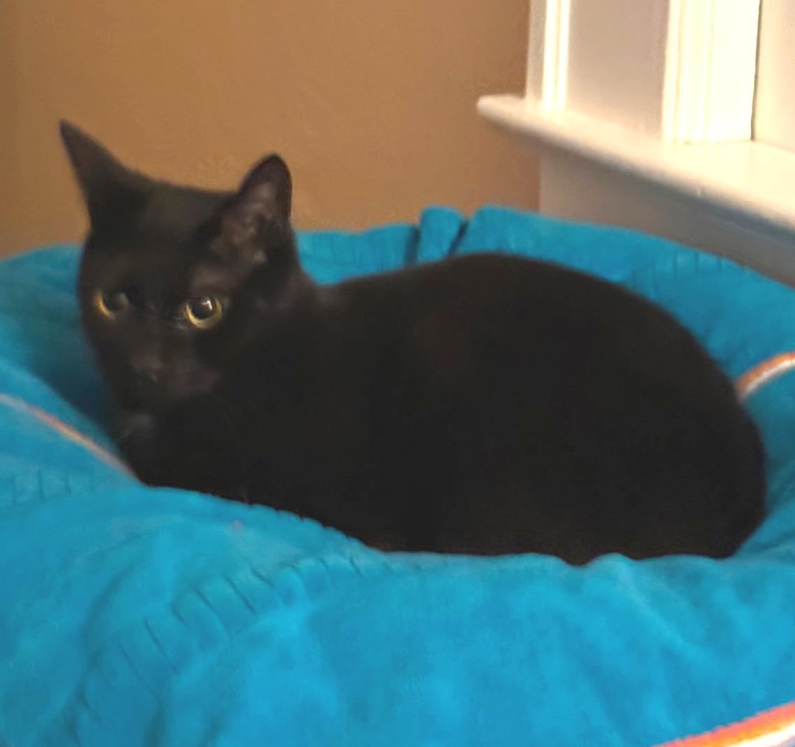 Enlarge Toeny, a Adoptable Domestic Short Hair in West Orange, NJ image 5/5