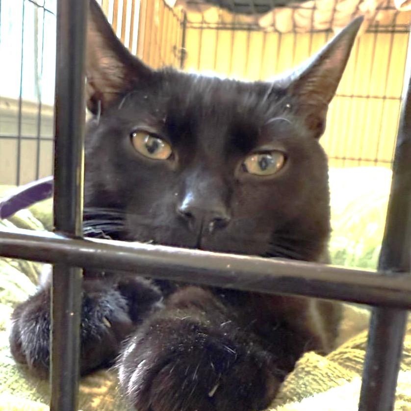 Toeny, a Adoptable Domestic Short Hair in West Orange, NJ image 4/5