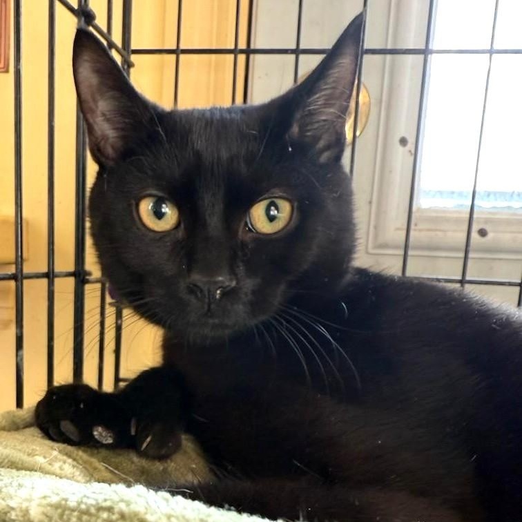 Toeny, a Adoptable Domestic Short Hair in West Orange, NJ image 5/5